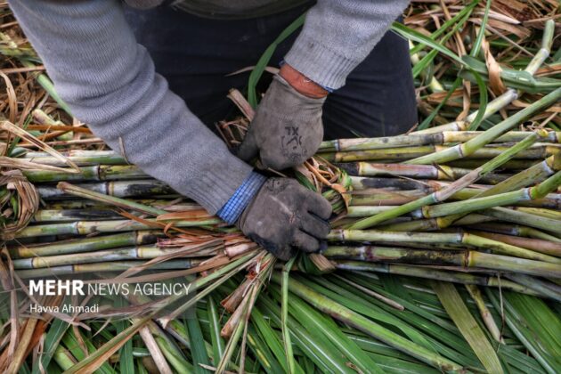 Sugarcane: Red gold growing in northern Iran