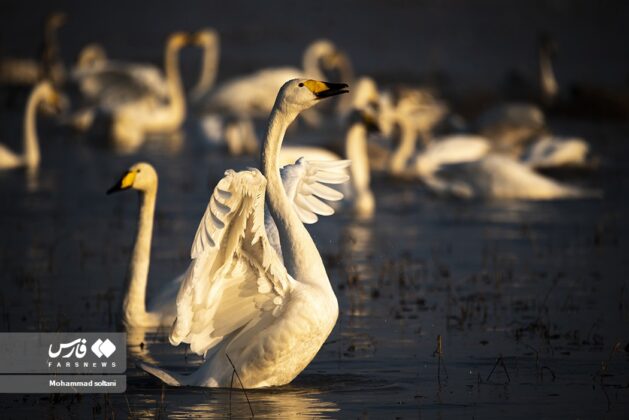 Swan Flying Symphony