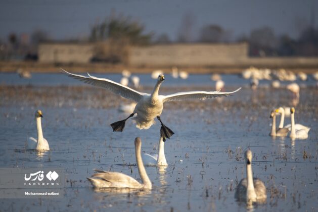 Swan Flying Symphony
