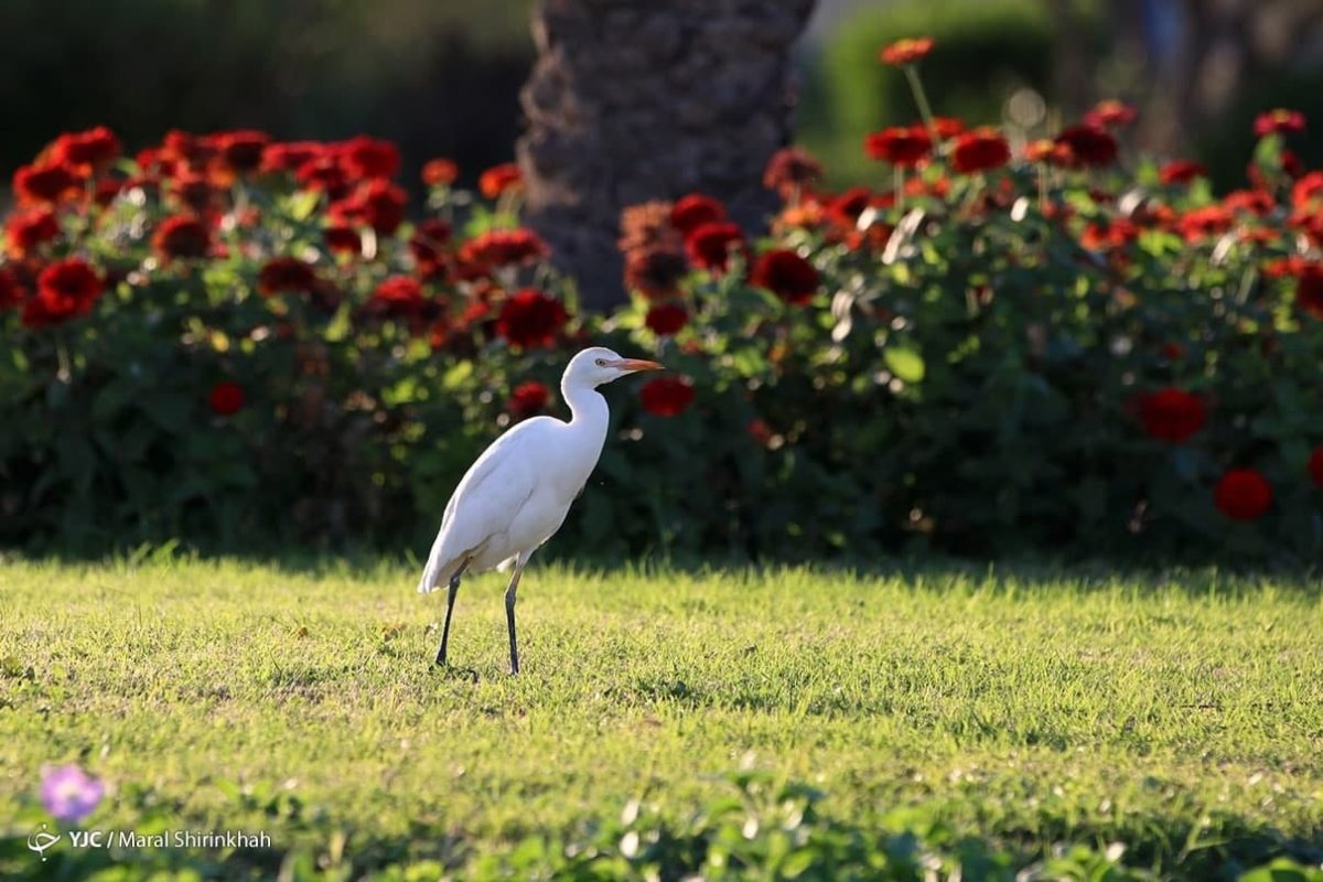 Winter in Kish Island