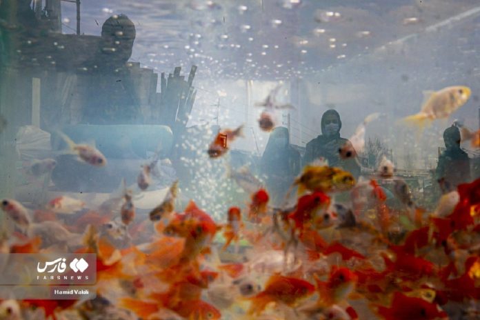 Nowruz red fish Iran