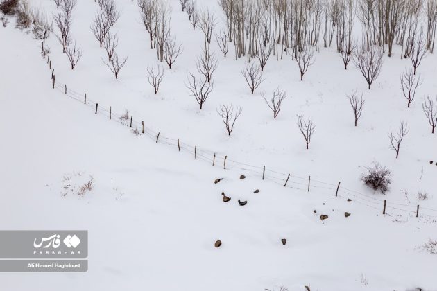 Wintery Nowruz: Arasbaran blanketed by Spring Snow