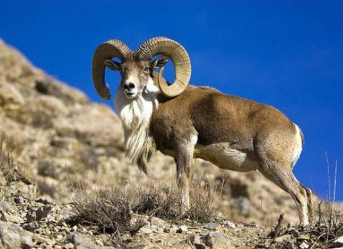 Beauties of Iran’s North Khorasan Province