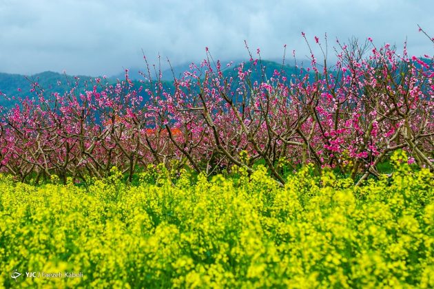 Golestan Province in full spring bloom
