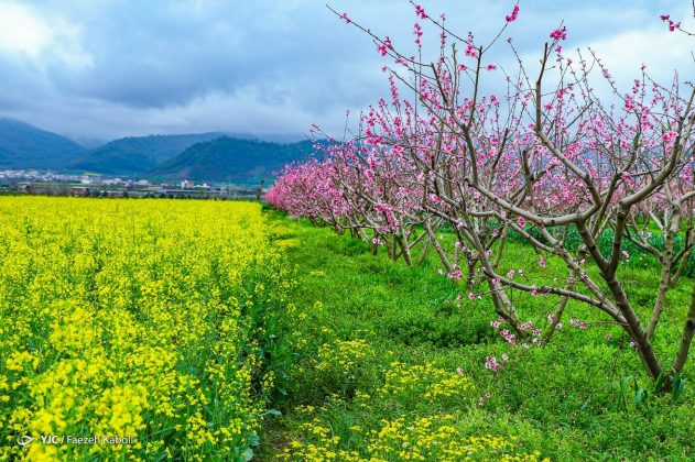 Golestan Province in full spring bloom