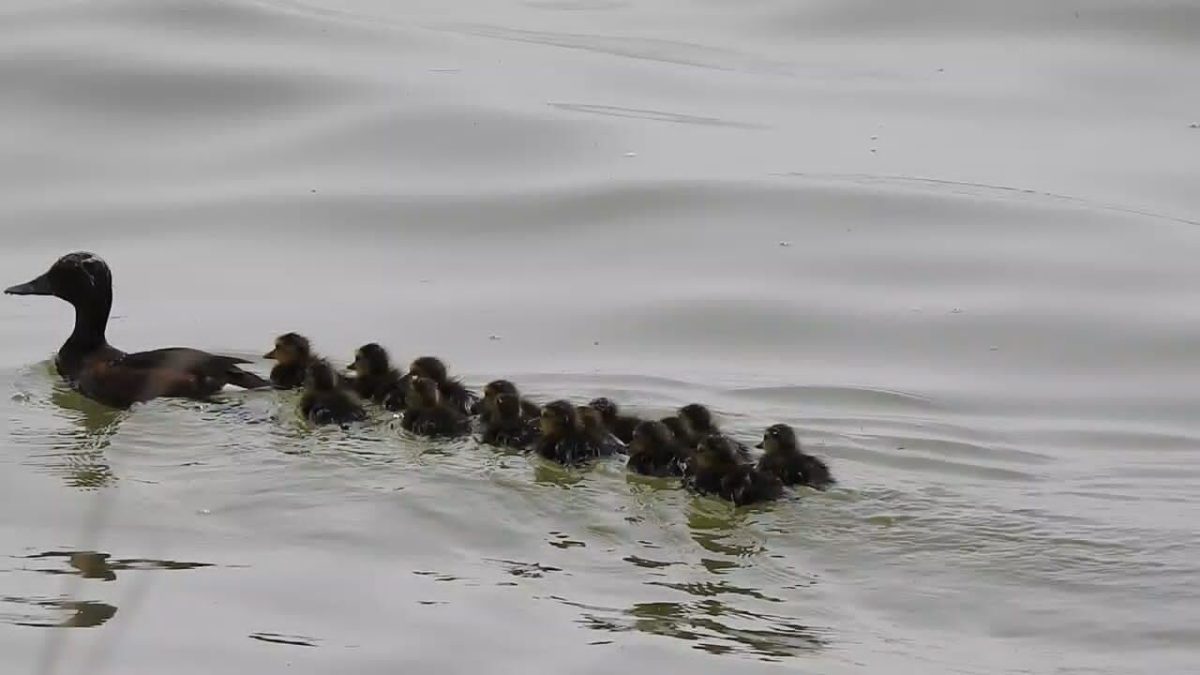 Breeding chickens by the world’s rarest birds in Huweizeh Marches 1 Ferruginous duck