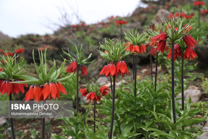 Snake’s head flowers