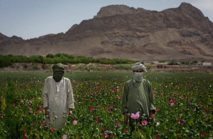 production of narcotics in Afghanistan