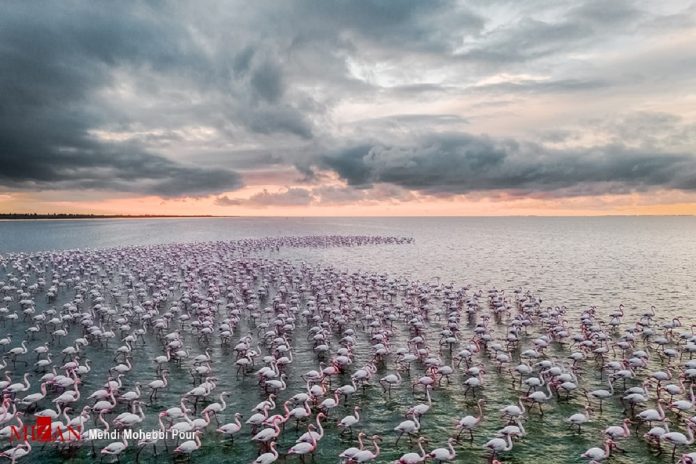 Migratory birds in Miankaleh