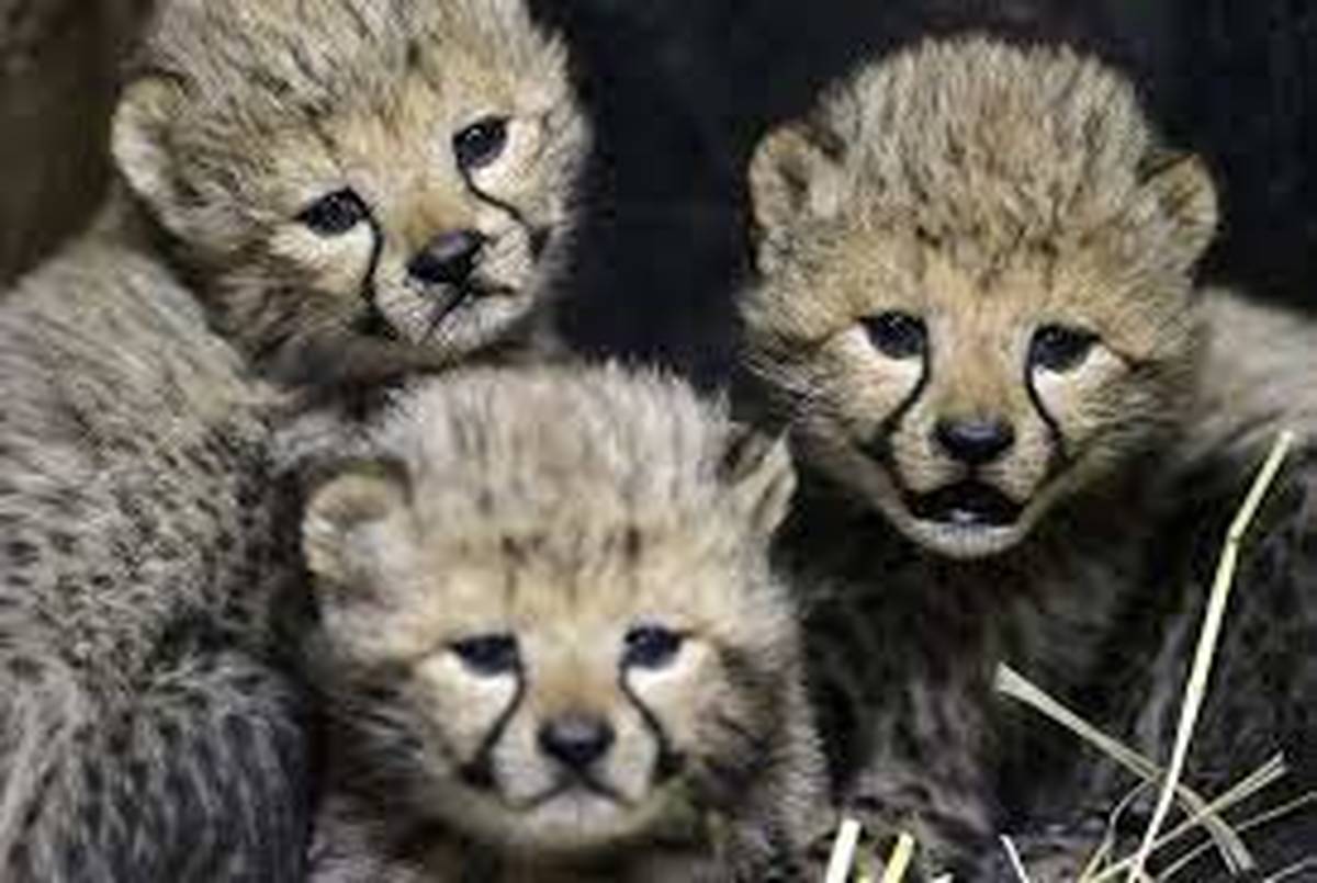 One cub of Iranian cheetah triplet dies of lung deficiency 1 cub of Iranian cheetah