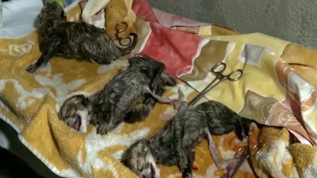 Vet: Triplet of Iranian cheetah doing fine 1 Iran Triplet of Iranian cheetah