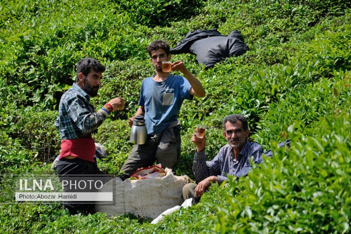 Tea Festival Iran