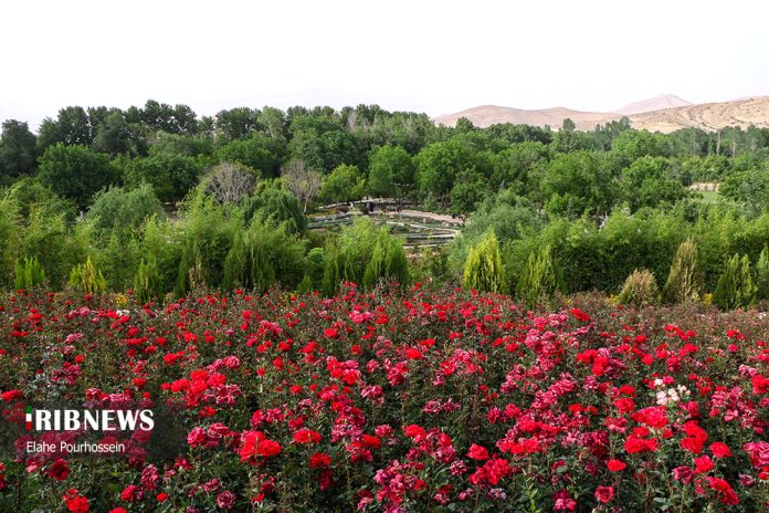 National Festival of Citrus Aurantium in Shiraz