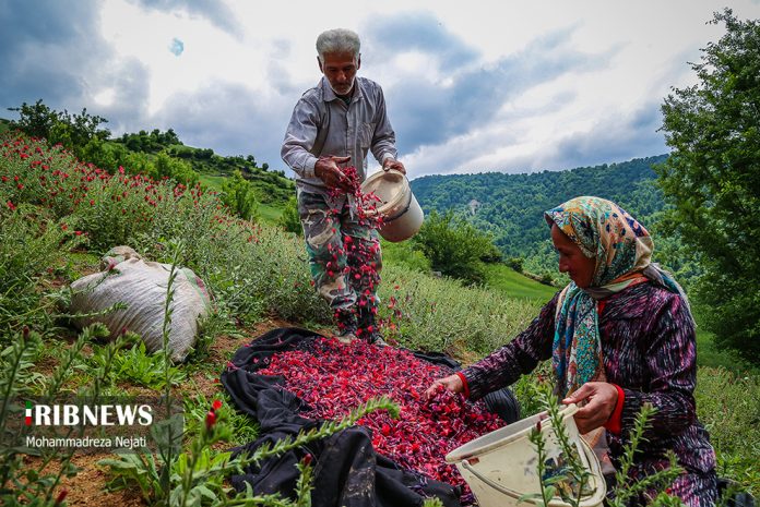 Flowers in Iran's mountains