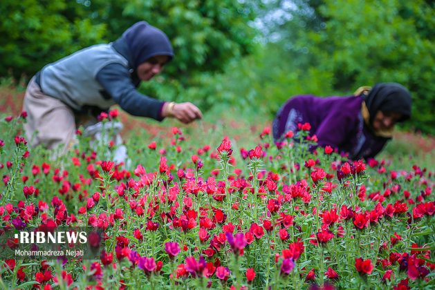 Flowers in Iran's mountains