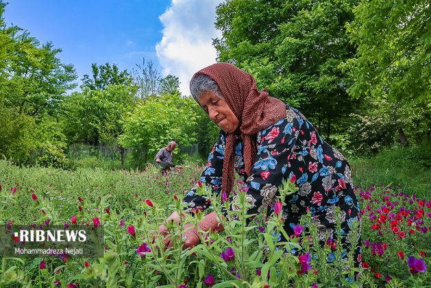 Flowers in Iran's mountains