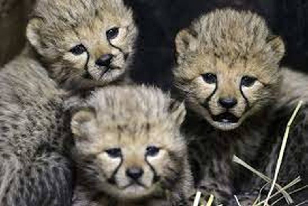 cub of Iranian cheetah