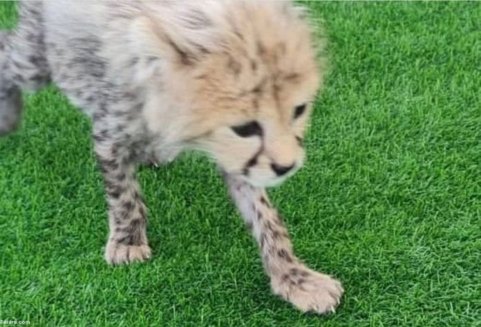 Iranian cheetah cub Pirooz