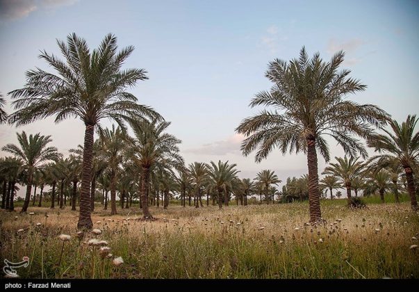 Iran tourism: Beautiful palm groves of Qasreshirin