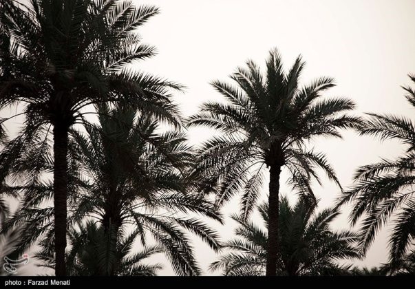 palm groves of Qasreshirin