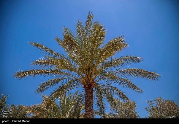 palm groves of Qasreshirin