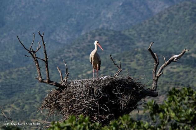 Storks in Iran