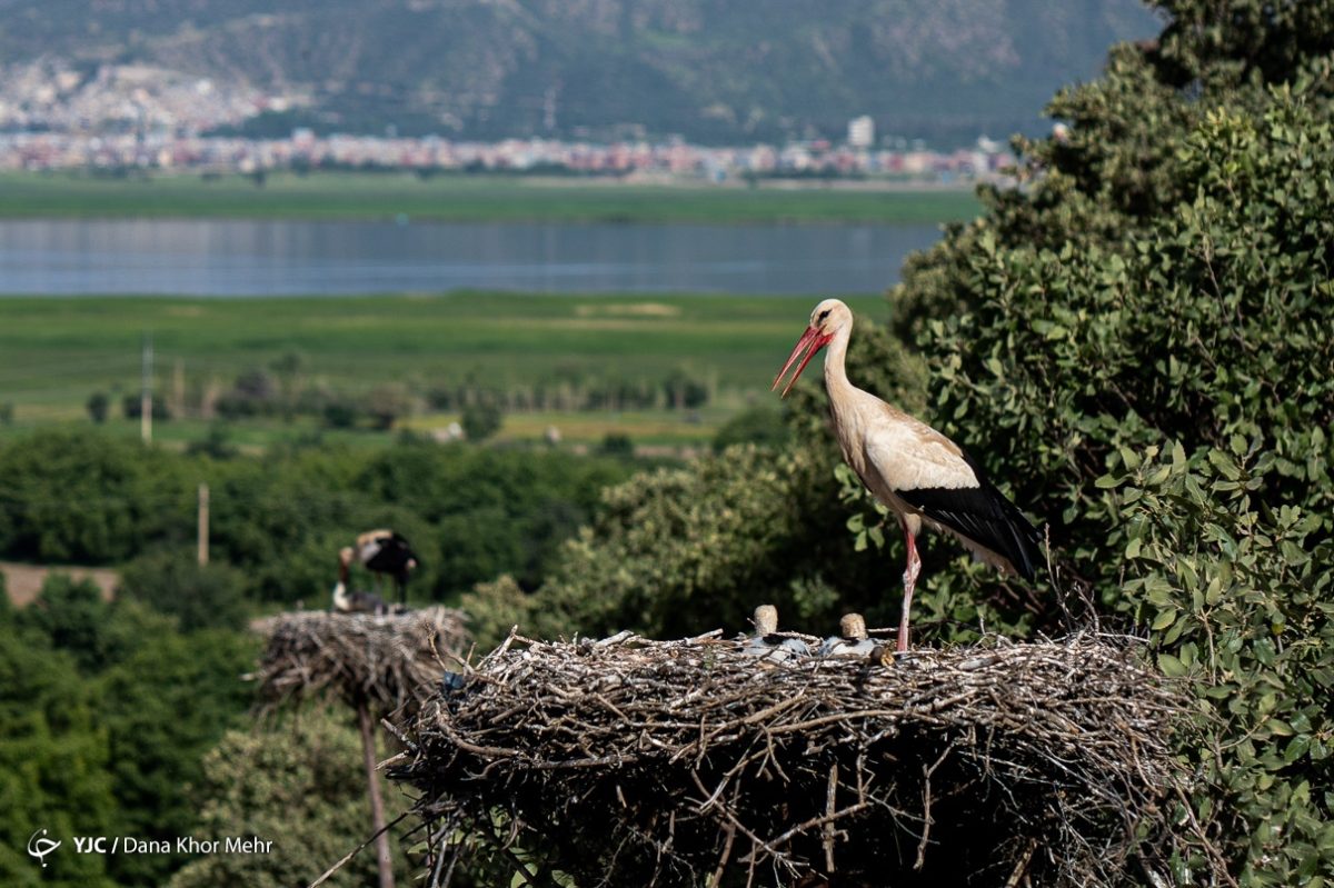 Storks in Iran