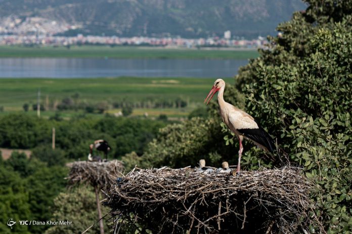 Storks in Iran