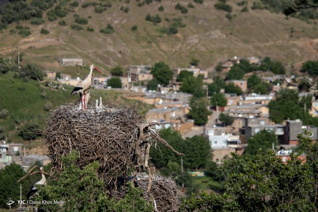 Storks in Iran