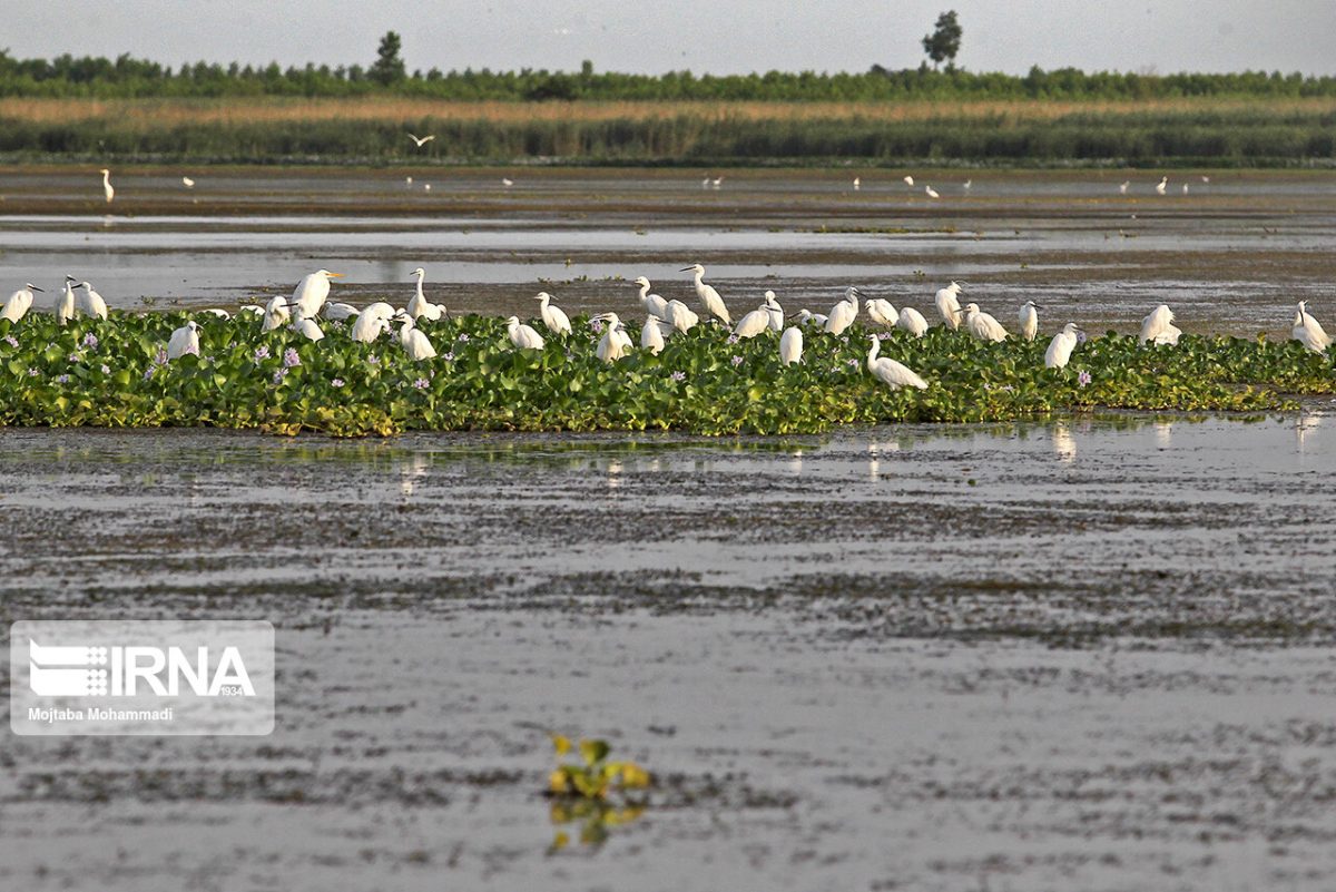 Anzali Wetland, habitat of swamp tulips 23 Anzali Wetland