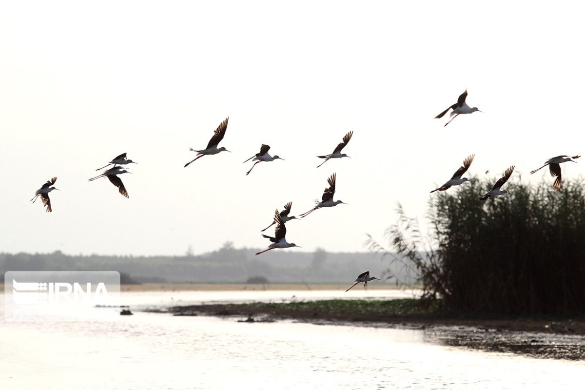 Anzali Wetland