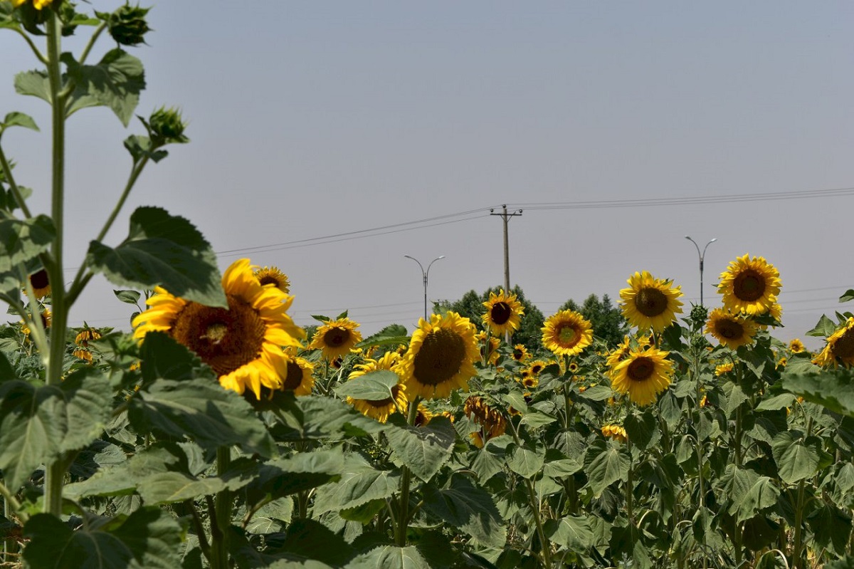 Sunflower Fields of North Khorasan Province