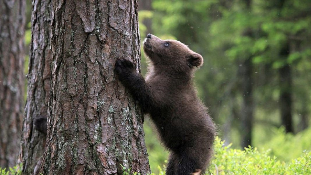 Brown Bear Cub in Iran