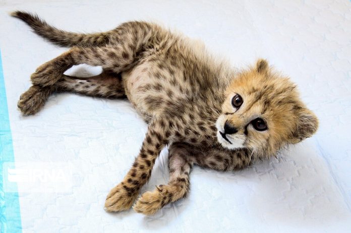 Persian cheetah cub