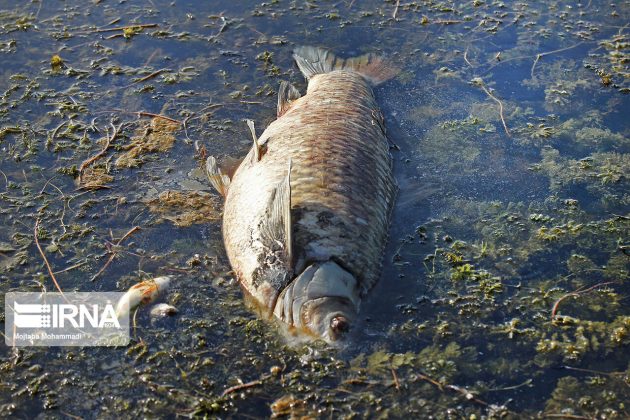 Fish die in northern Iranian lagoon due to hot weather
