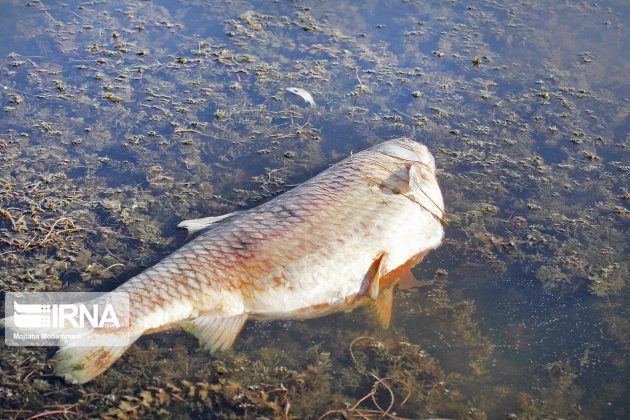 Fish die in northern Iranian lagoon due to hot weather