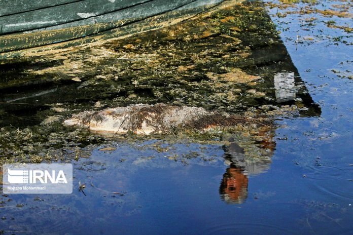 Fish die in northern Iranian lagoon due to hot weather