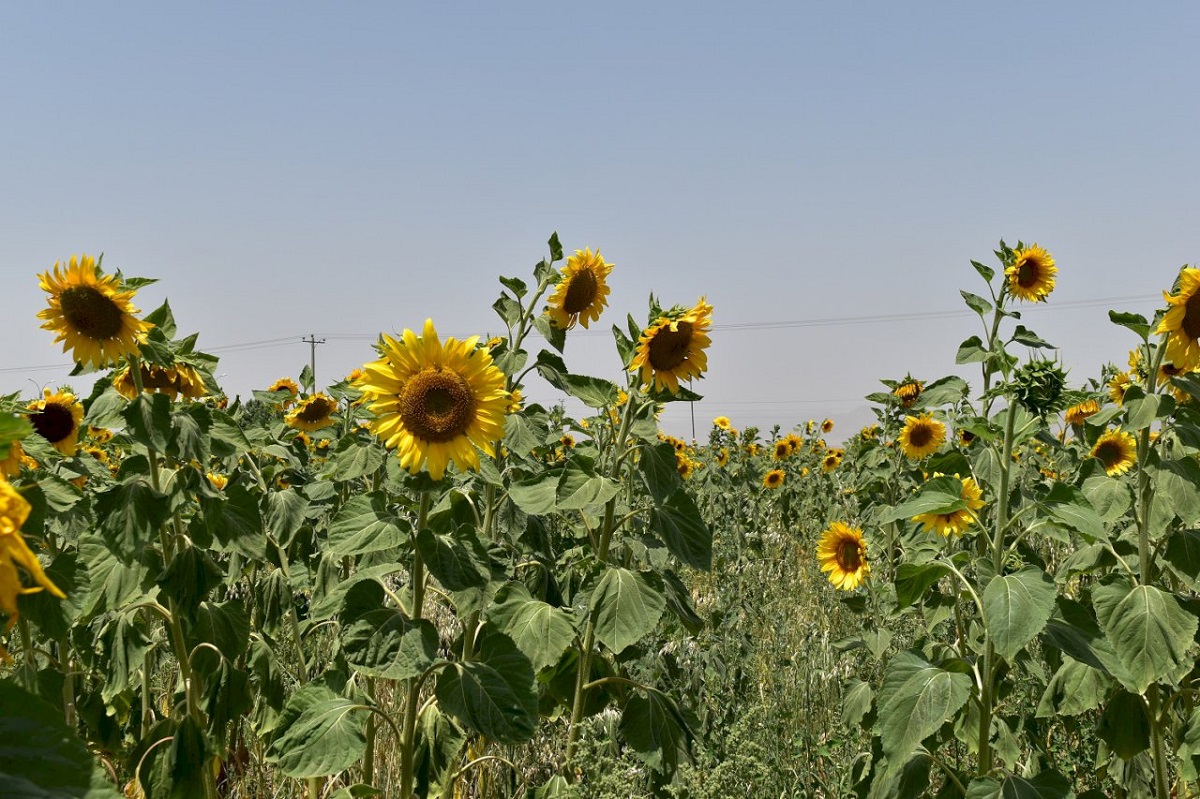 Sunflower Fields of North Khorasan Province
