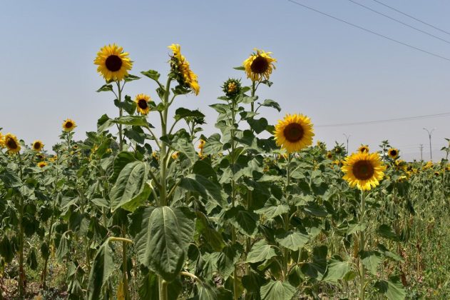 Sunflower Fields in Iran