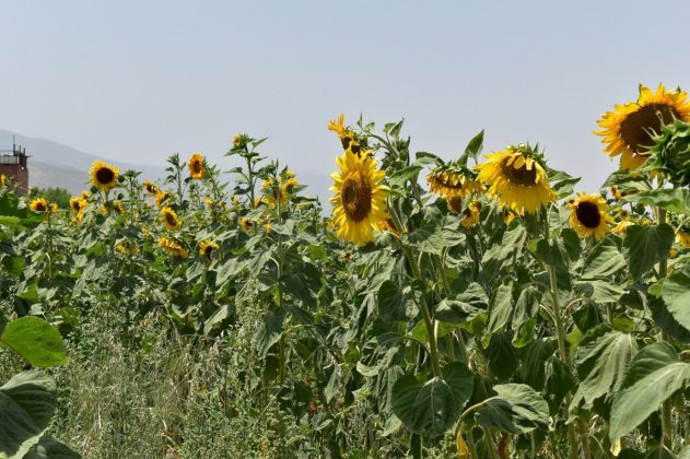 Sunflower Fields in Iran