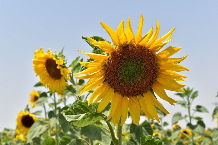 Sunflower Fields in Iran Sunflower Fields in Iran
