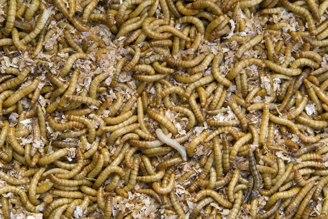 Mealworm beetles