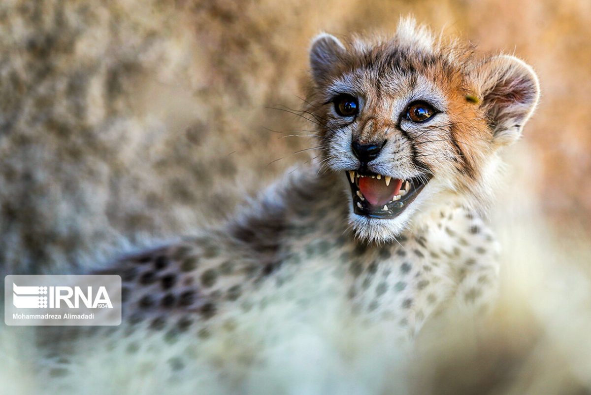 Video: Iranian Asiatic cheetah Pirooz alive and kicking 1 Persian cheetah cub