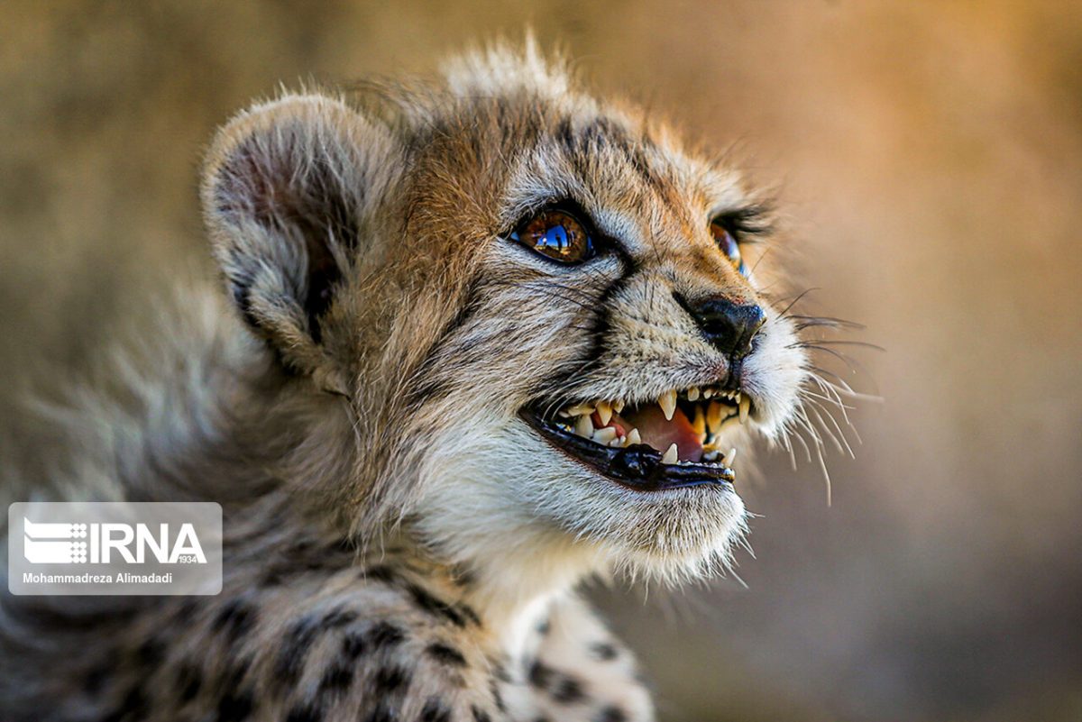 New picture of Iranian cheetah cub goes viral 1 Persian cheetah cub