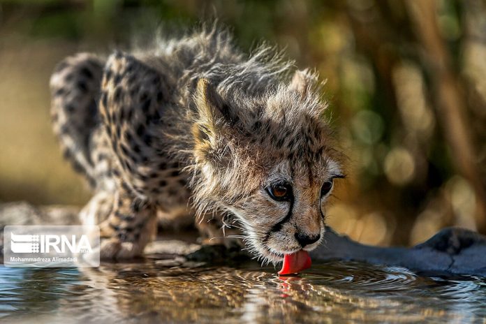 Persian cheetah cub