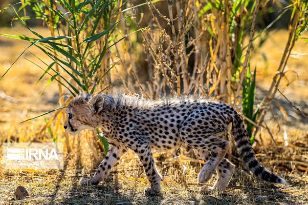 Persian cheetah cub