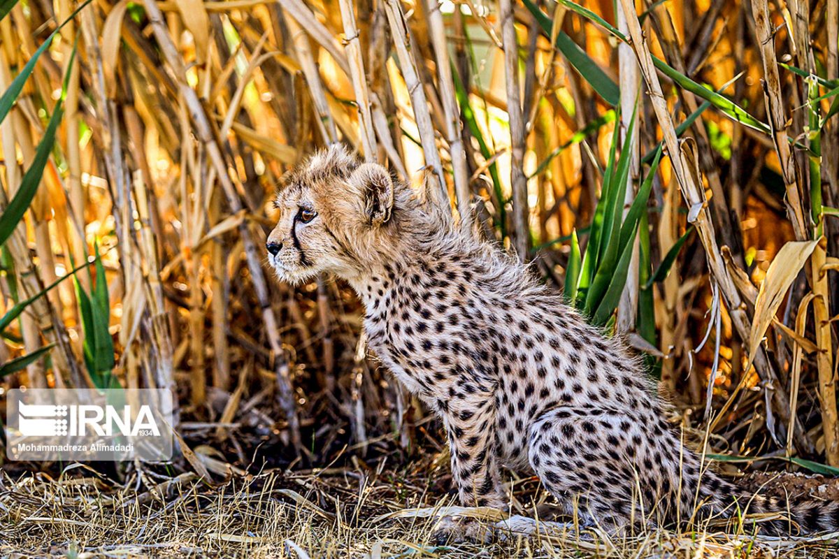 New footage showing Iranian cheetah cub in good shape 1 Persian cheetah cub