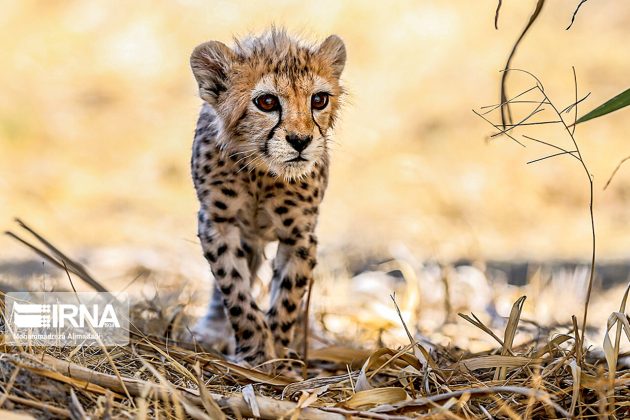 Persian cheetah cub