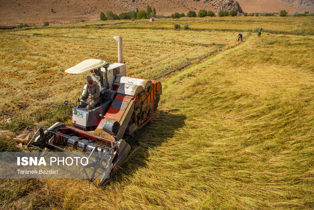 Rice harvest in Iran’s Lorestan Province