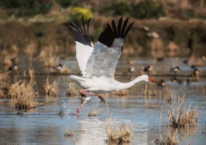 Siberian crane Omid